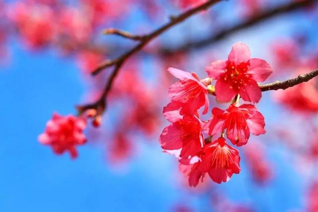 阳春三月，花海来袭！紫罗兰、波斯菊、樱花…去这些地方看准没错