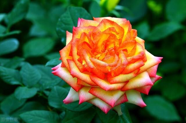 玫瑰花，一朵朵鲜红的花，好似无数的粉红色的小精灵