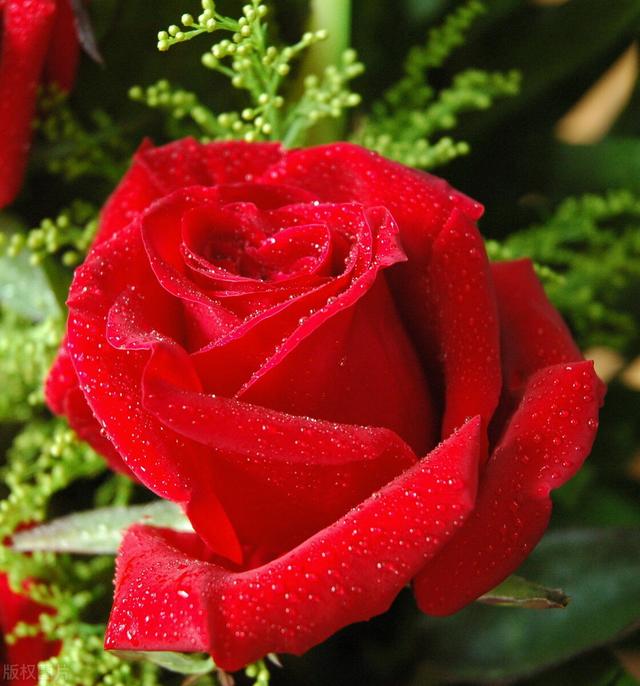 玫瑰花，一朵朵鲜红的花，好似无数的粉红色的小精灵