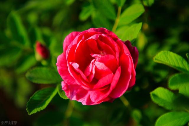 玫瑰花，一朵朵鲜红的花，好似无数的粉红色的小精灵