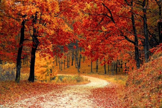 写深秋最美的8首诗词，一起领略别样暮秋景致